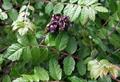 Rhus coriaria